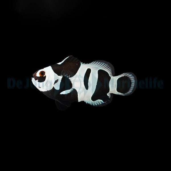 Amphiprion ocellaris black storm - DJM Bred