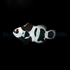 Amphiprion ocellaris black storm - DJM Bred