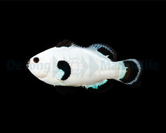 Amphiprion ocellaris (Snow Storm) - DJM Bred