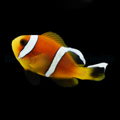 Amphiprion omanensis - DJM Bred