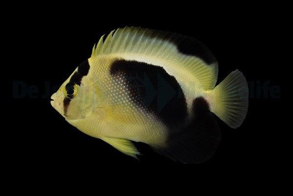 Apolemichthys xanthopunctatus X griffisi - T.B.
