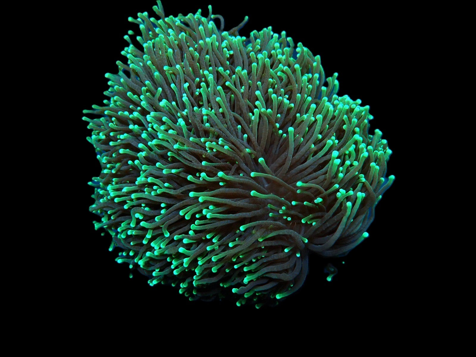 Euphyllia glabrescens (Premium)