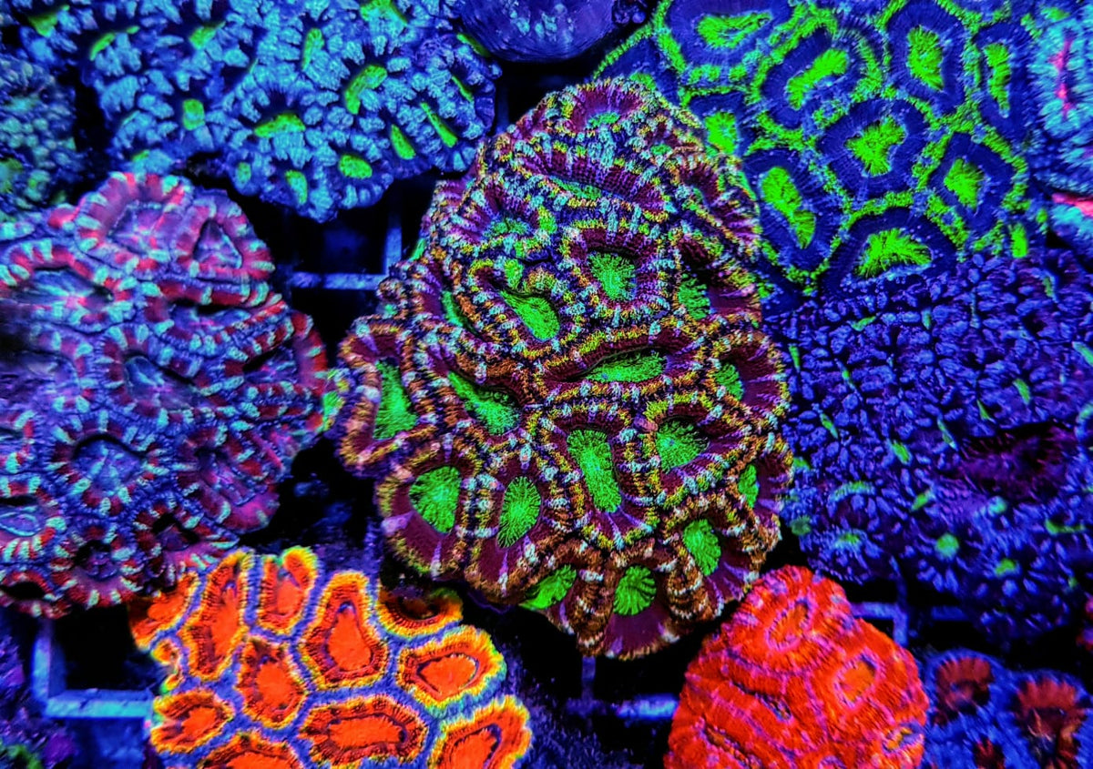 Acanthastrea lordhowensis (Premium)