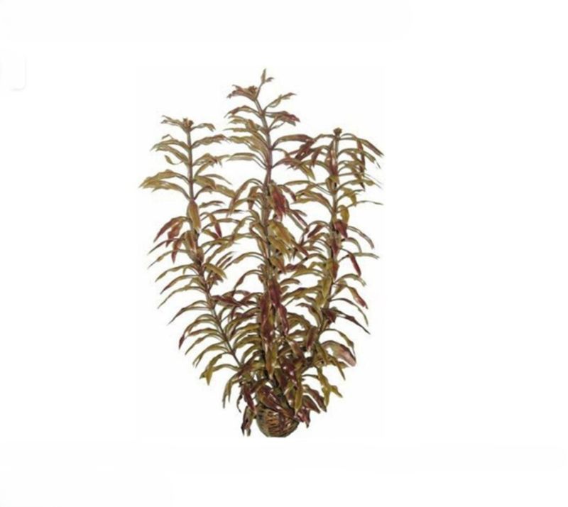 SF Easy Plant High - 30 cm (nr. 3)