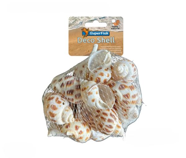 SF Decoration shell spiral striped - 200 g