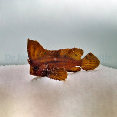 Ablabys taenianotus