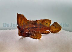 Ablabys taenianotus