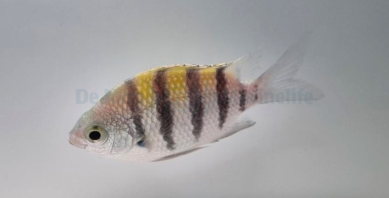 Abudefduf saxatilis (Caribbean)