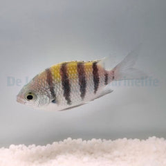 Abudefduf saxatilis (Caribbean)