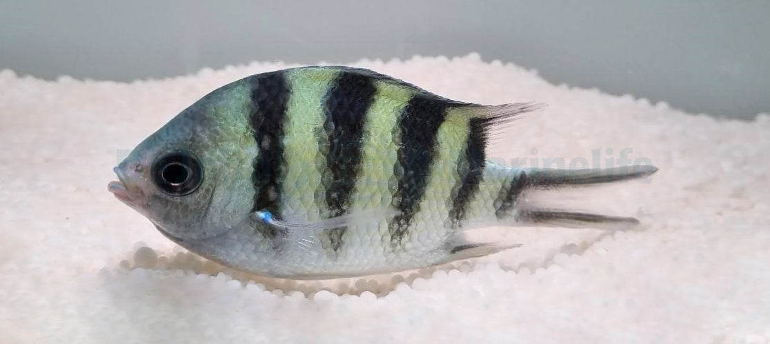 Abudefduf sexfasciatus
