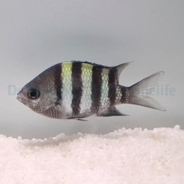 Abudefduf vaigiensis (Indo-Pacific)