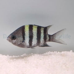 Abudefduf vaigiensis (Indo-Pacific)