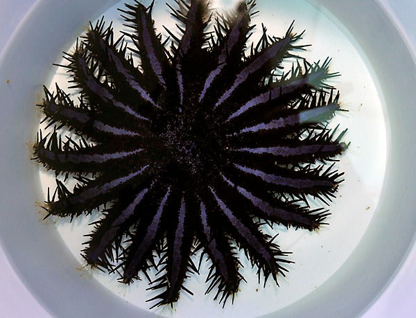 Acanthaster planci (Colored)