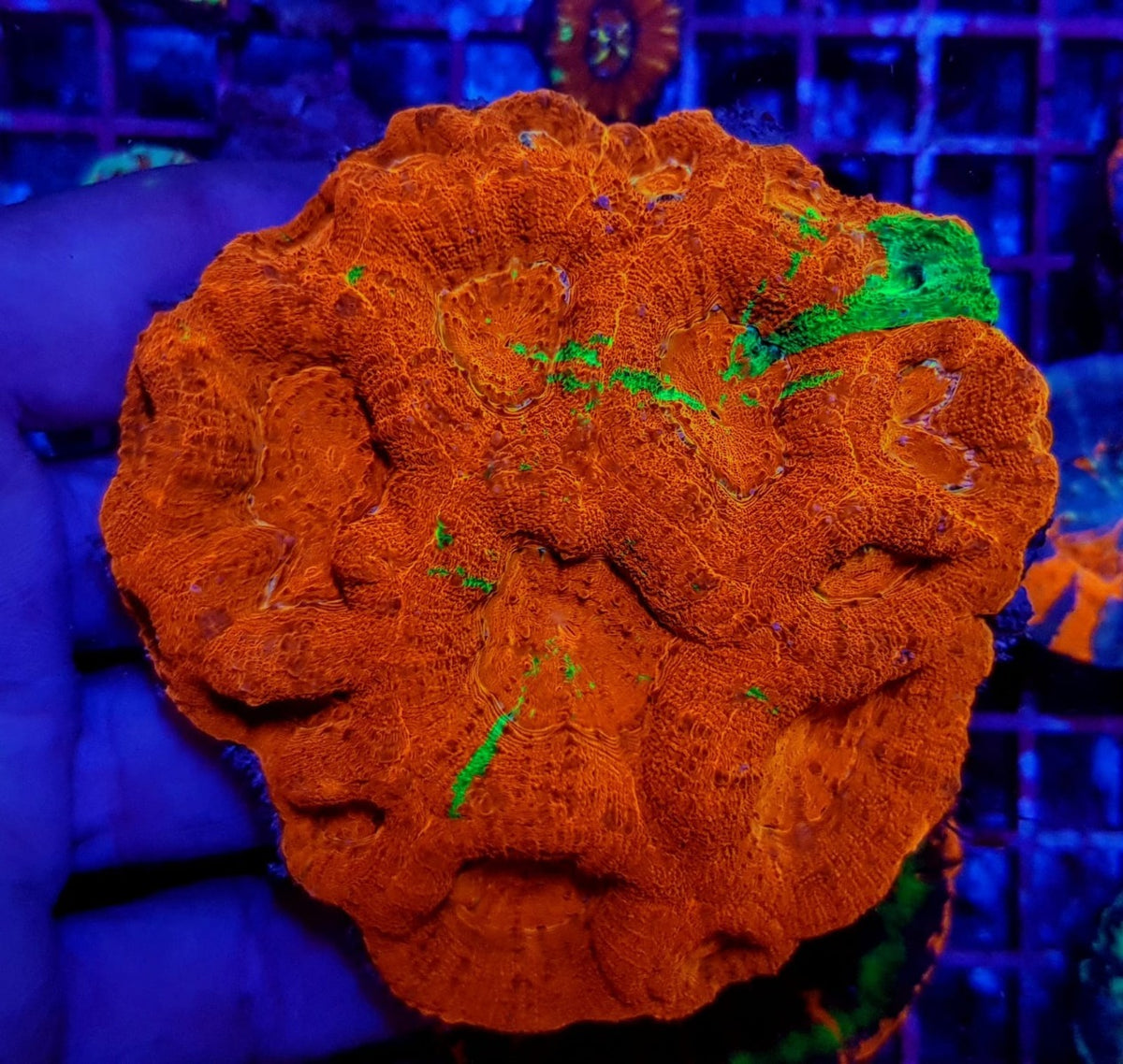Acanthastrea bowerbanki (Bleeding Apple)