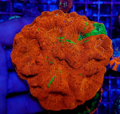 Acanthastrea bowerbanki (Bleeding Apple)