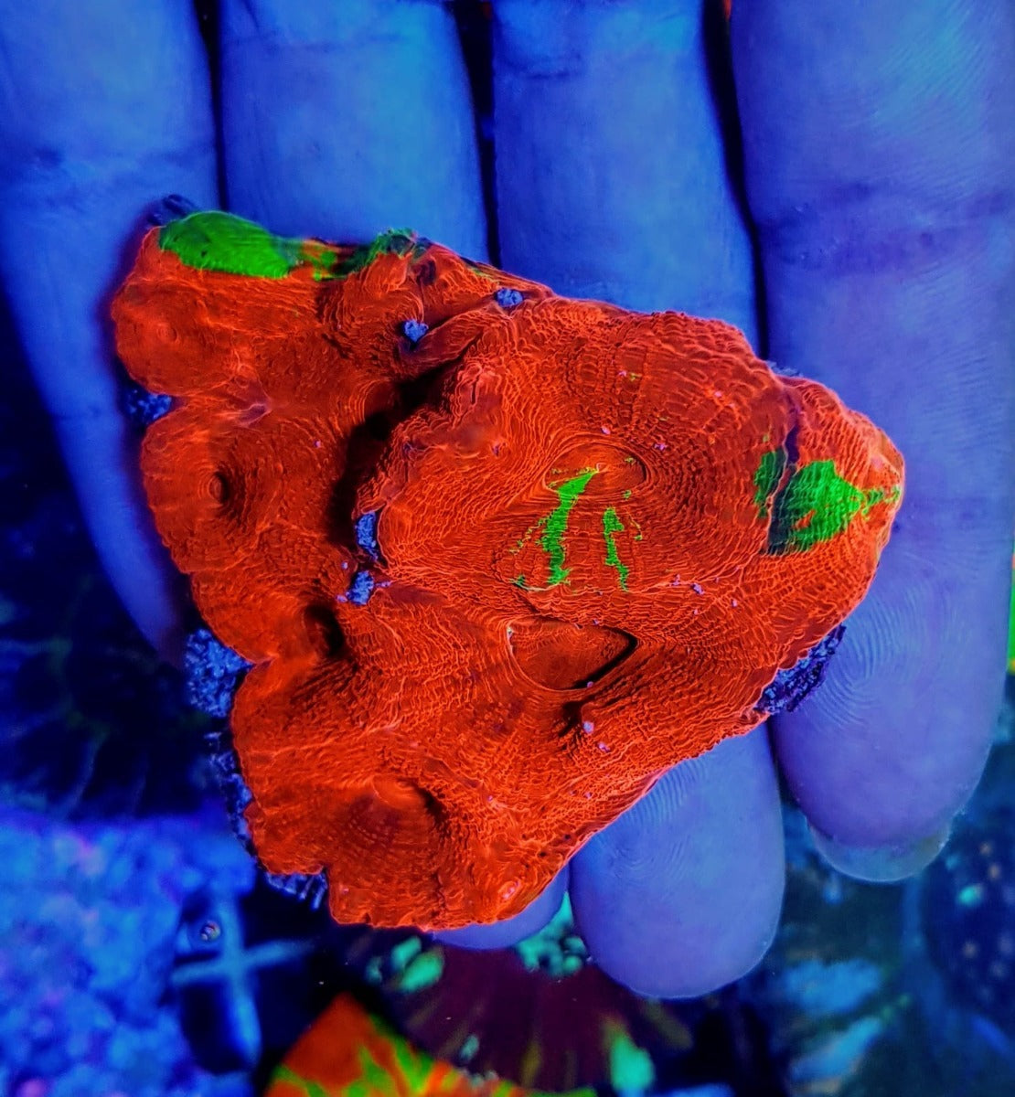 Acanthastrea bowerbanki (Bleeding Apple)