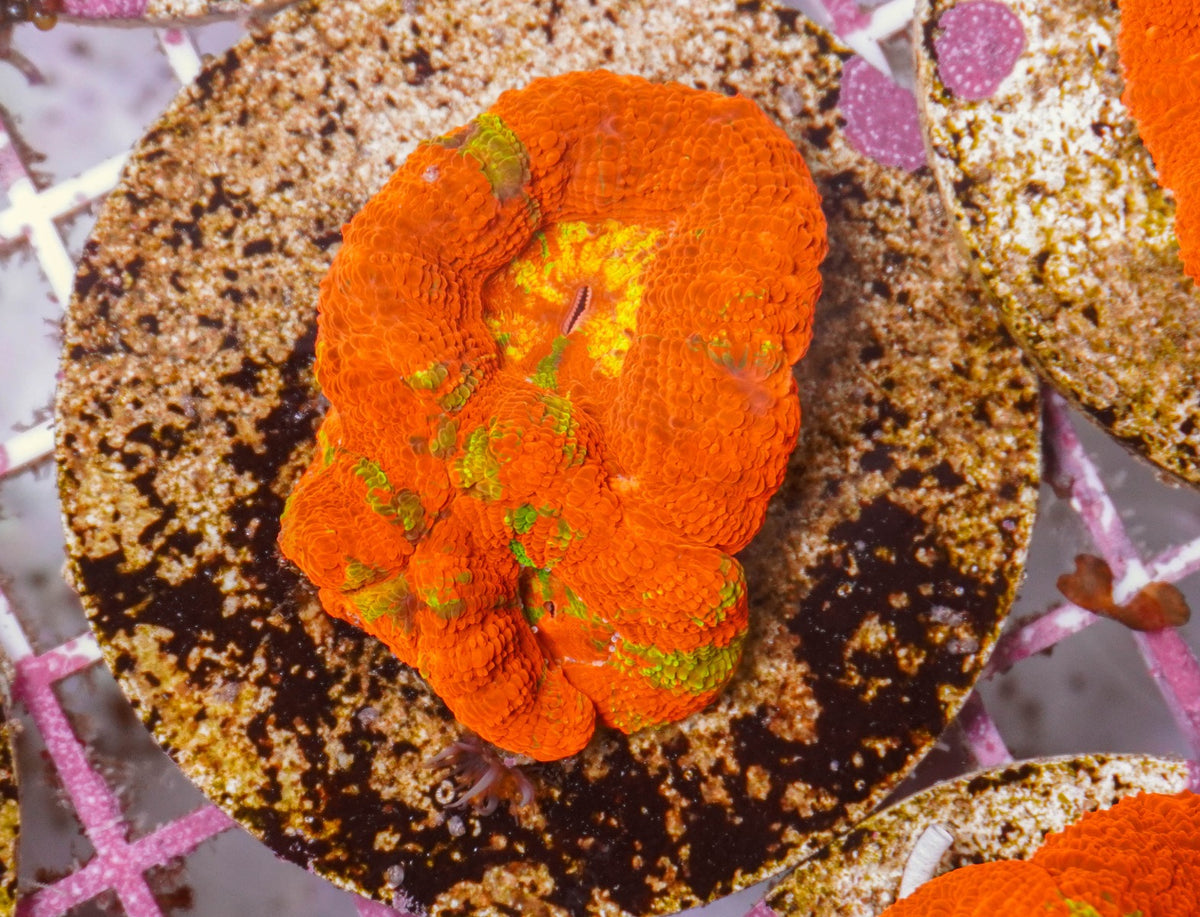Acanthastrea bowerbanki (Bleeding Apple) (frag)