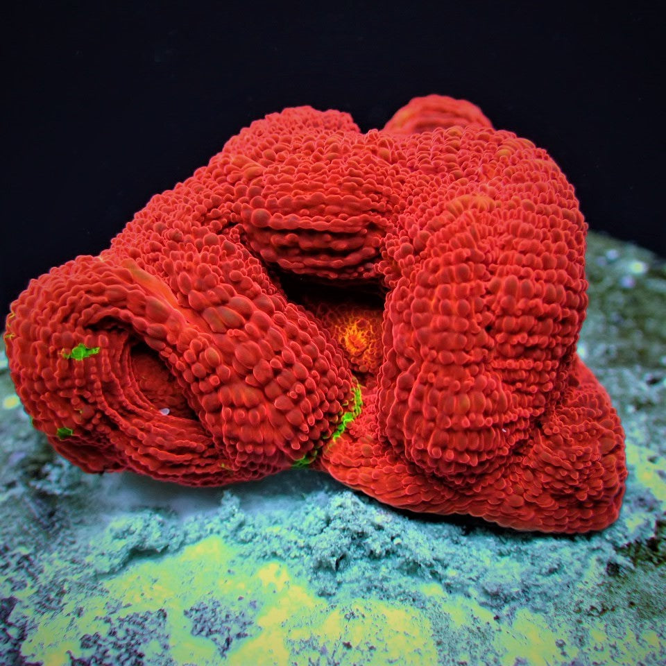 Acanthastrea bowerbanki (Bleeding Apple) (frag)