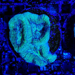 Acanthastrea bowerbanki (frag)