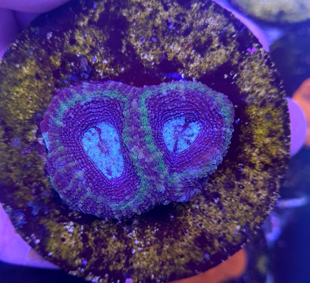 Acanthastrea bowerbanki (frag)