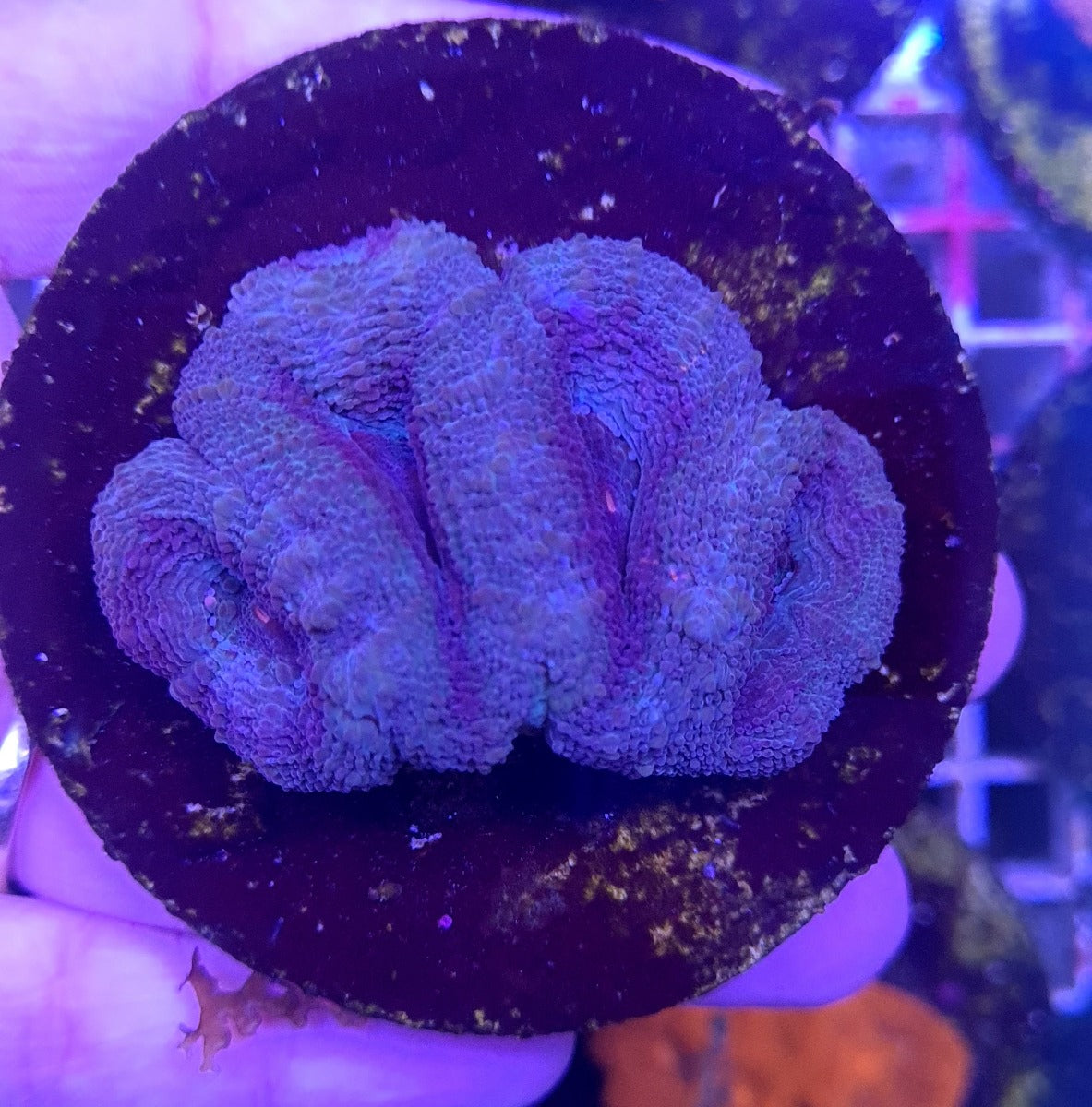Acanthastrea bowerbanki (frag)