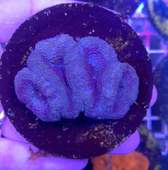 Acanthastrea bowerbanki (frag)