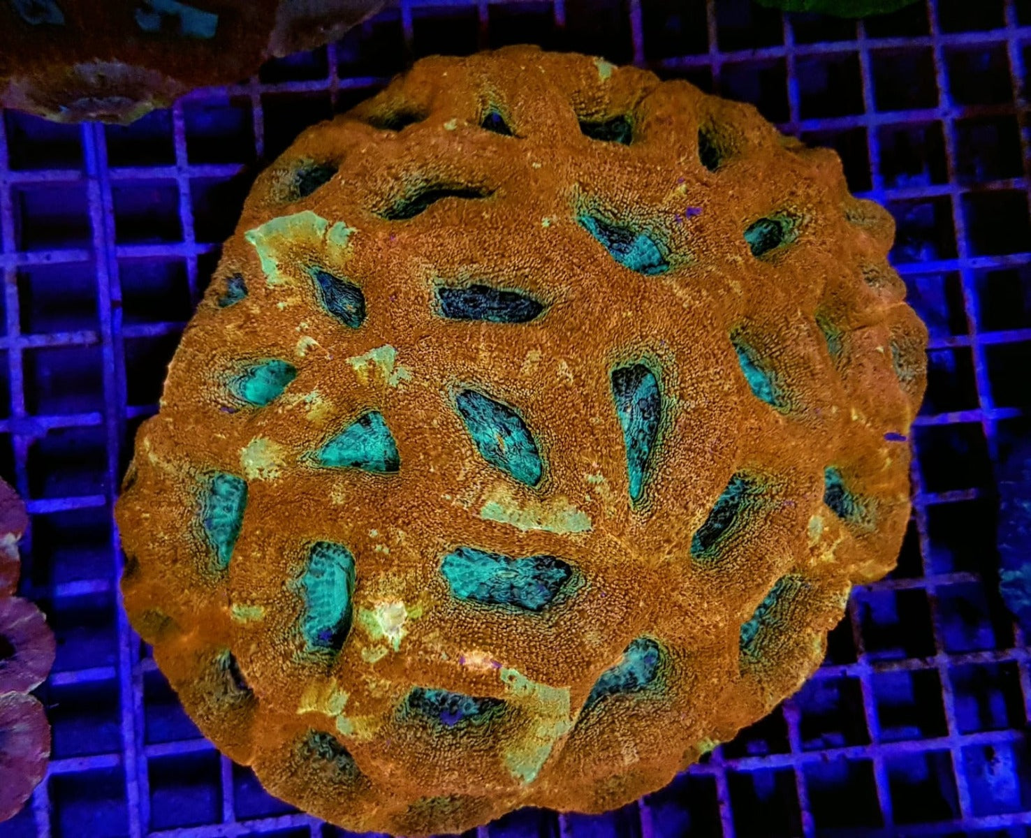 Acanthastrea bowerbanki (Premium)