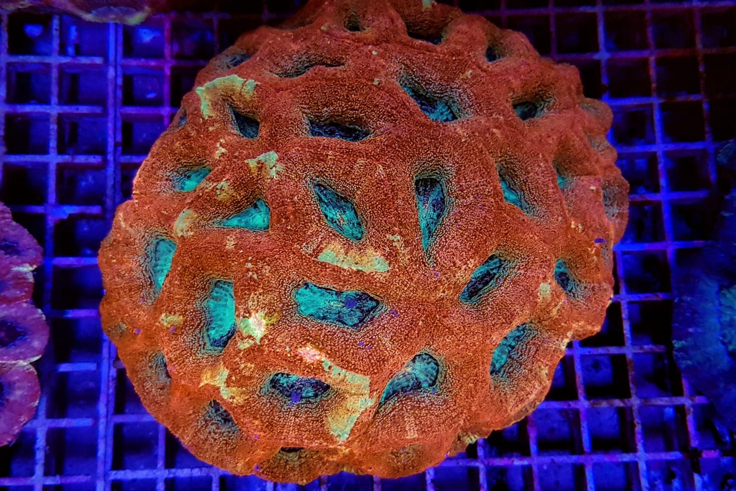 Acanthastrea bowerbanki (Premium)