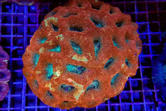Acanthastrea bowerbanki (Premium)