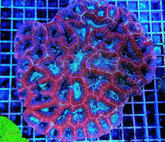 Acanthastrea bowerbanki (Premium)
