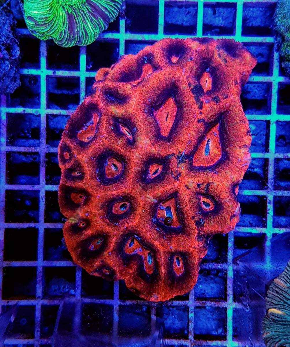 Acanthastrea bowerbanki (Premium)