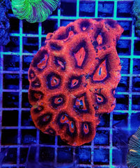Acanthastrea bowerbanki (Premium)