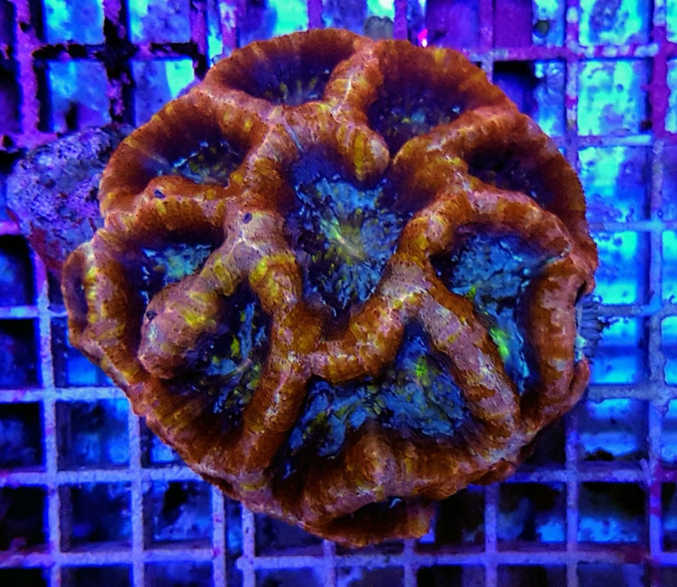 Acanthastrea bowerbanki (Premium)