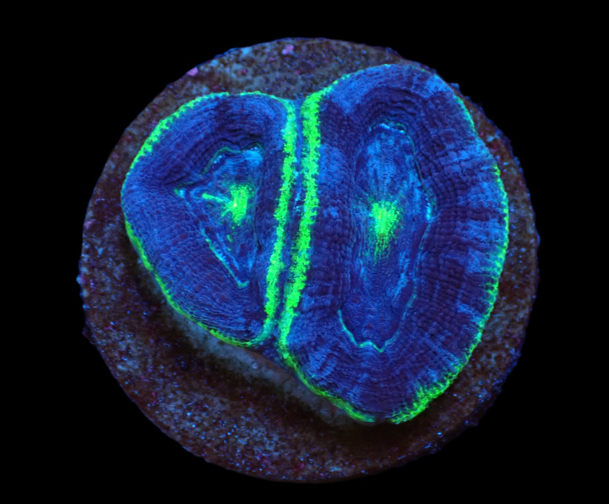 Acanthastrea bowerbanki (Premium) (DJM frag) pb 658