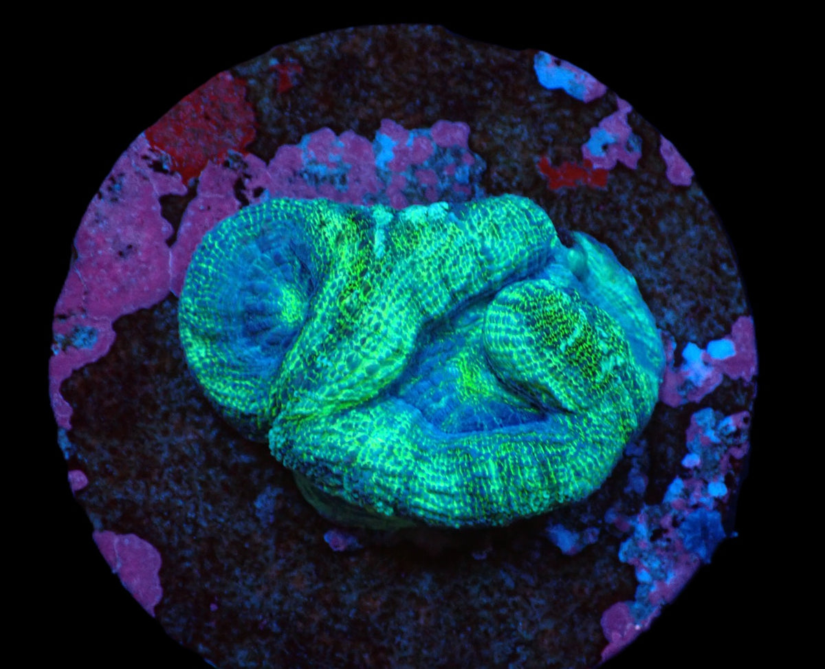 Acanthastrea bowerbanki (Premium) (DJM frag) pb 414