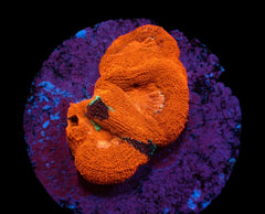 Acanthastrea lordhowensis (Special Colored) (XXL) pb 318
