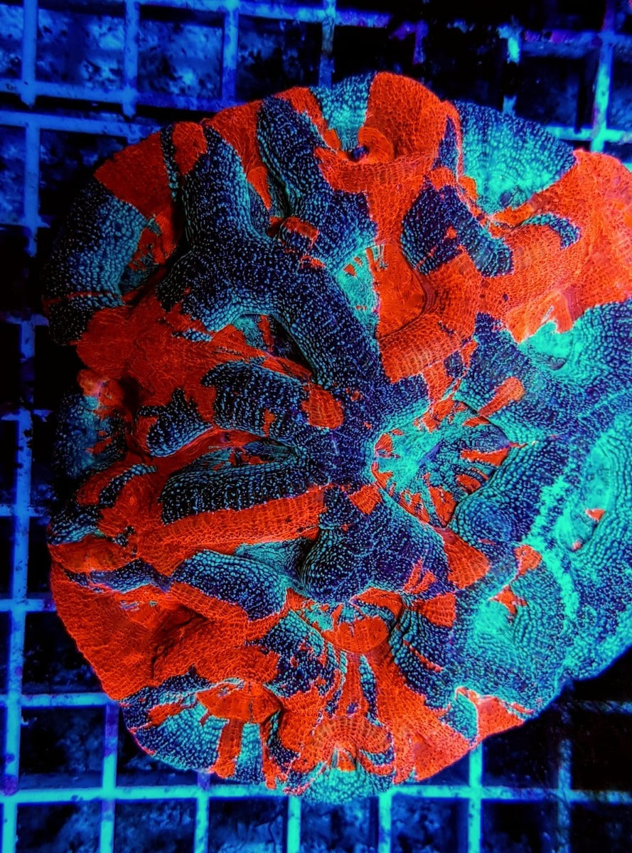 Acanthastrea bowerbanki (Ultra)