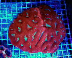 Acanthastrea bowerbanki (Ultra)