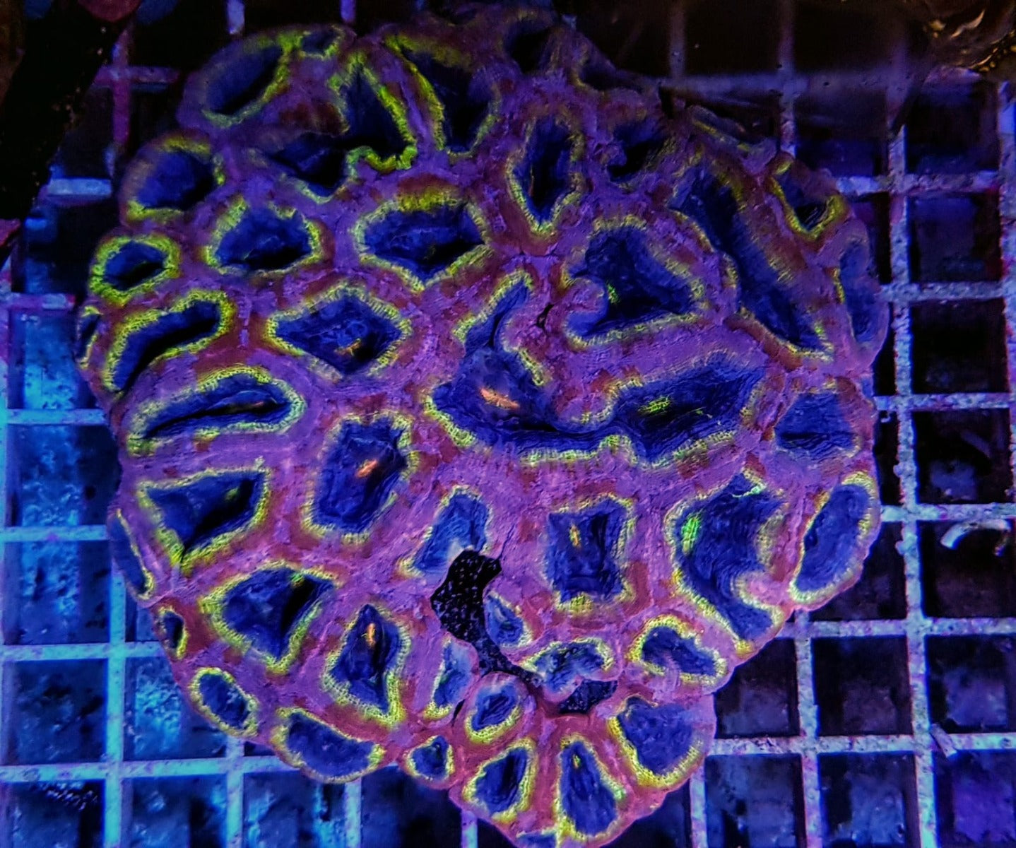 Acanthastrea bowerbanki (Ultra)