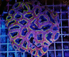 Acanthastrea bowerbanki (Ultra)