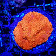 Acanthastrea bowerbanki (Ultra) (frag)