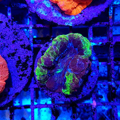 Acanthastrea bowerbanki (Ultra) (frag)