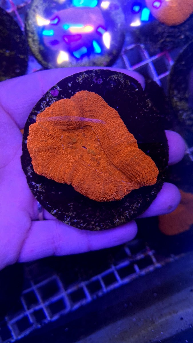 Acanthastrea bowerbanki (Ultra) (frag)