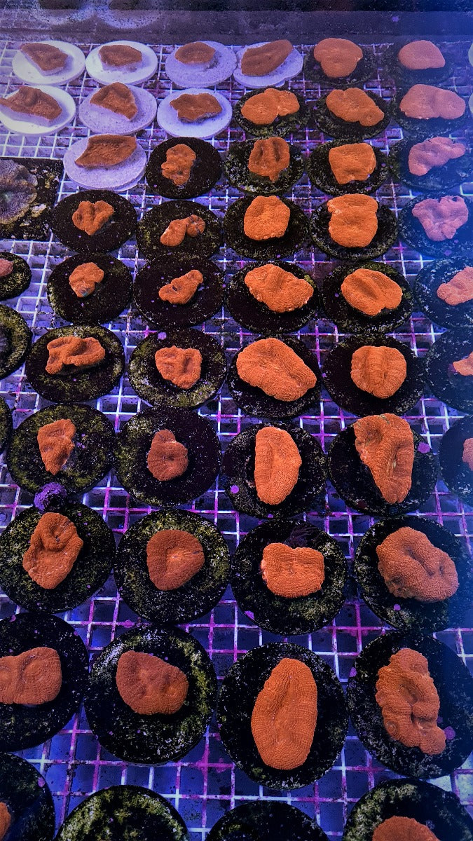 Acanthastrea bowerbanki (Ultra) (frag)