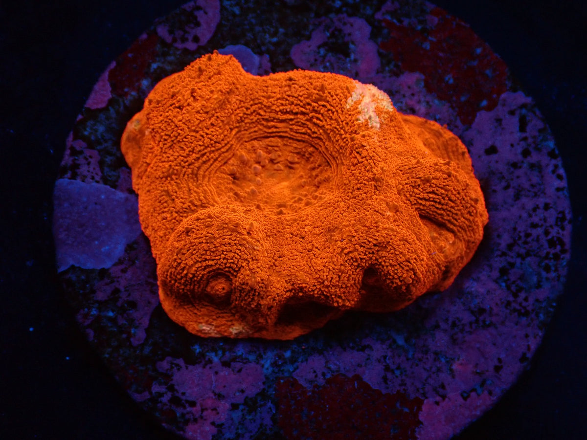 De Jong Marinelife (Goniopora Deluxe  Selection) pb 141