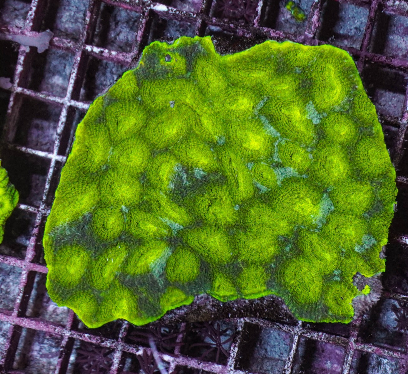 Acanthastrea echinata (Premium)