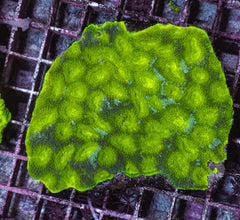Acanthastrea echinata (Premium)