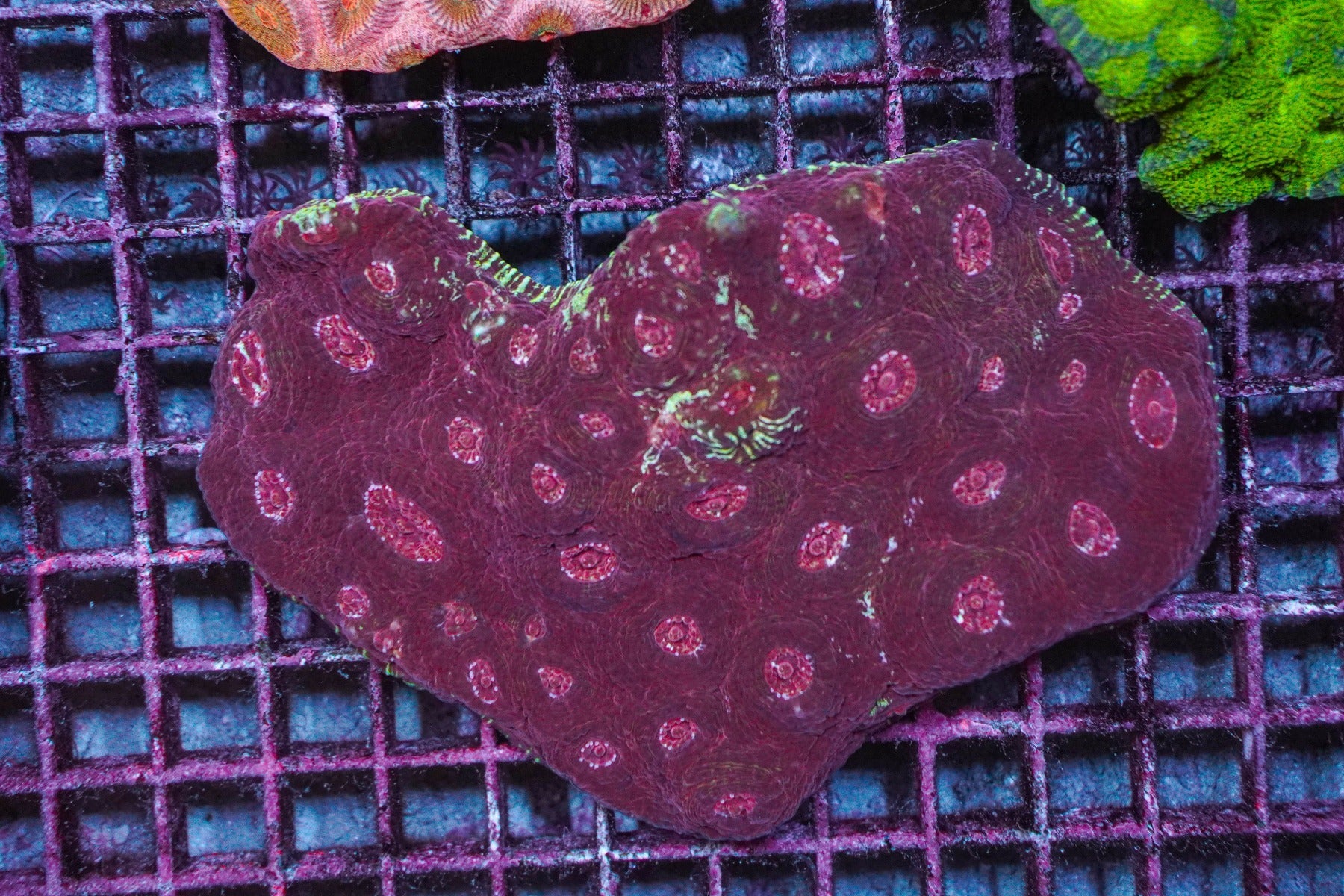 Acanthastrea echinata (Premium)