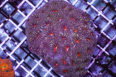 Acanthastrea echinata (Premium)
