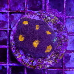 Acanthastrea echinata (Premium) (frag)